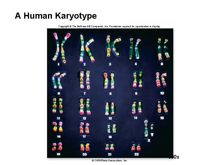 A Human Karyotype Copyright © The Mc. Graw-Hill Companies, Inc. Permission required for reproduction