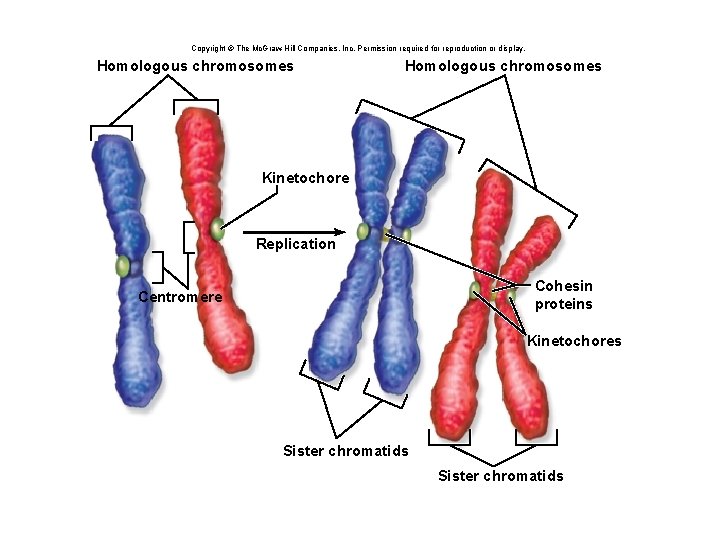 Copyright © The Mc. Graw-Hill Companies, Inc. Permission required for reproduction or display. Homologous
