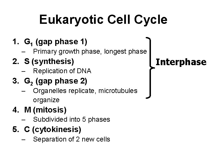 Eukaryotic Cell Cycle 1. G 1 (gap phase 1) – Primary growth phase, longest