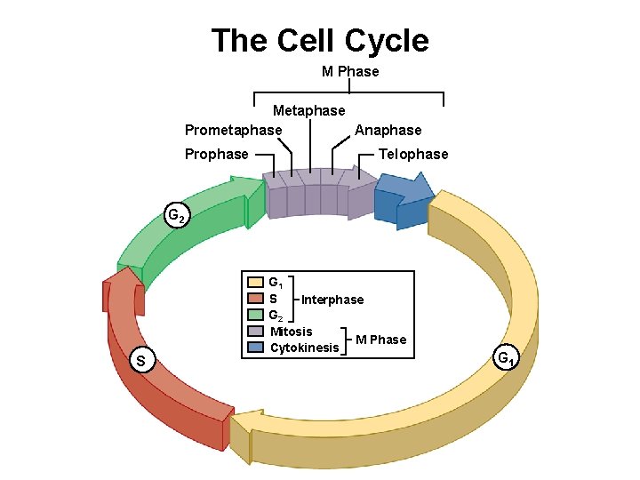 The Cell Cycle M Phase Metaphase Prometaphase Anaphase Prophase Telophase G 2 S G