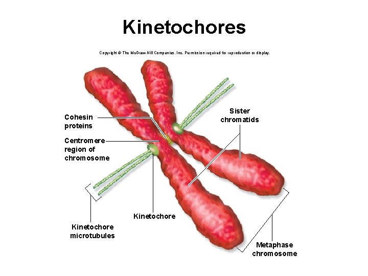 Kinetochores Copyright © The Mc. Graw-Hill Companies, Inc. Permission required for reproduction or display.