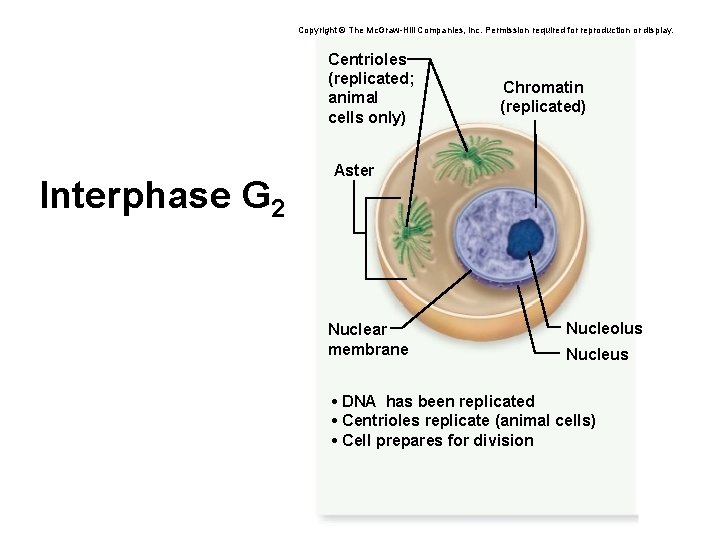 Copyright © The Mc. Graw-Hill Companies, Inc. Permission required for reproduction or display. Centrioles