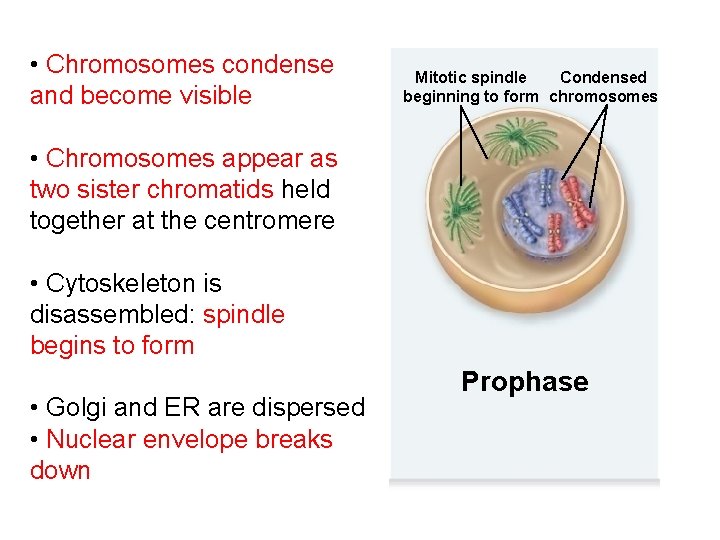  • Chromosomes condense and become visible Mitotic spindle Condensed beginning to form chromosomes