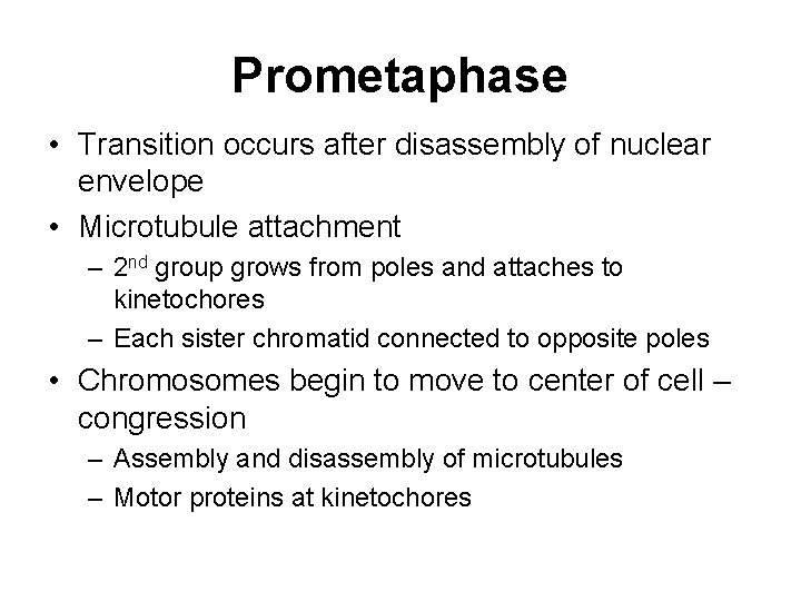 Prometaphase • Transition occurs after disassembly of nuclear envelope • Microtubule attachment – 2