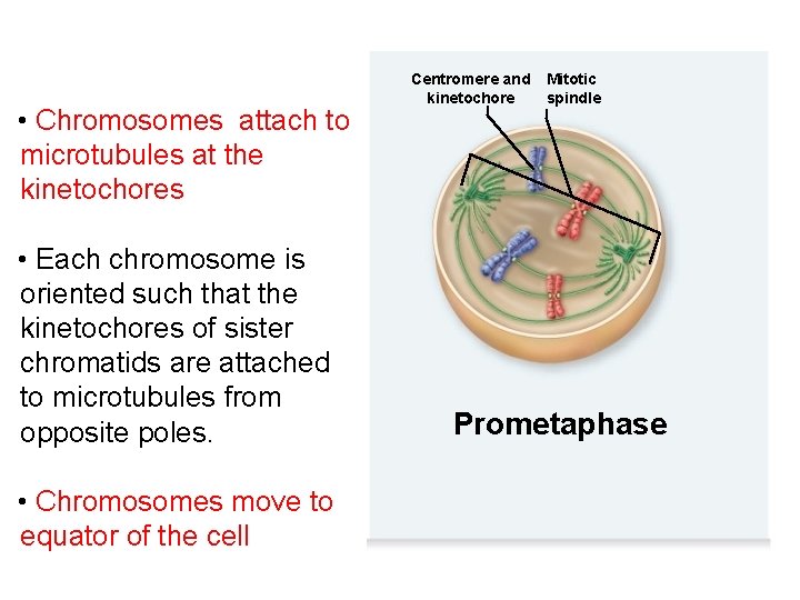  • Chromosomes attach to microtubules at the kinetochores • Each chromosome is oriented
