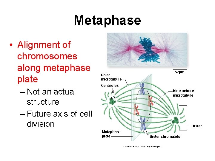 Metaphase • Alignment of chromosomes along metaphase plate – Not an actual structure –
