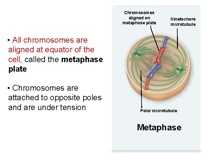 Chromosomes aligned on metaphase plate Kinetochore microtubule • All chromosomes are aligned at equator