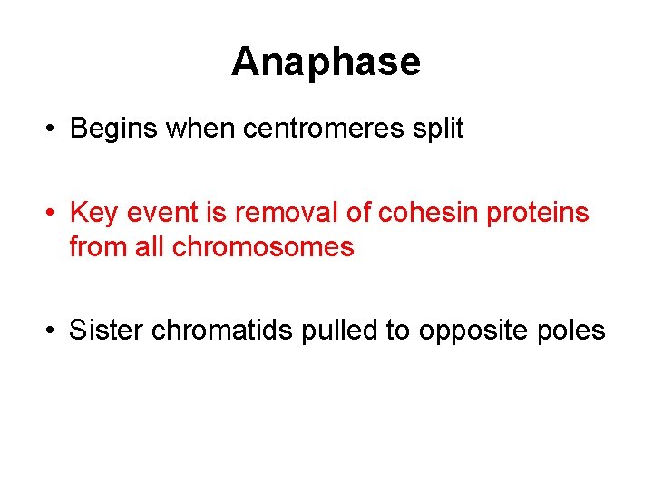 Anaphase • Begins when centromeres split • Key event is removal of cohesin proteins