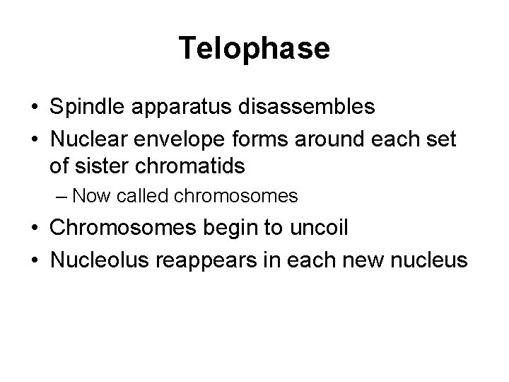 Telophase • Spindle apparatus disassembles • Nuclear envelope forms around each set of sister