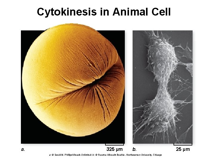 Cytokinesis in Animal Cell a. 325 µm b. a: © David M. Phillips/Visuals Unlimited;