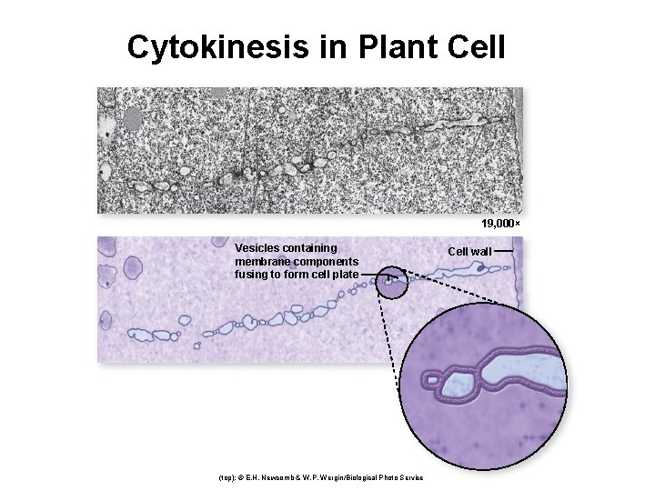 Cytokinesis in Plant Cell 19, 000× Vesicles containing membrane components fusing to form cell