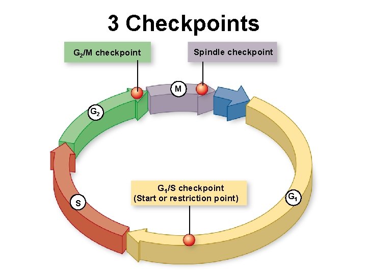 3 Checkpoints Spindle checkpoint G 2/M checkpoint M G 2 S G 1/S checkpoint