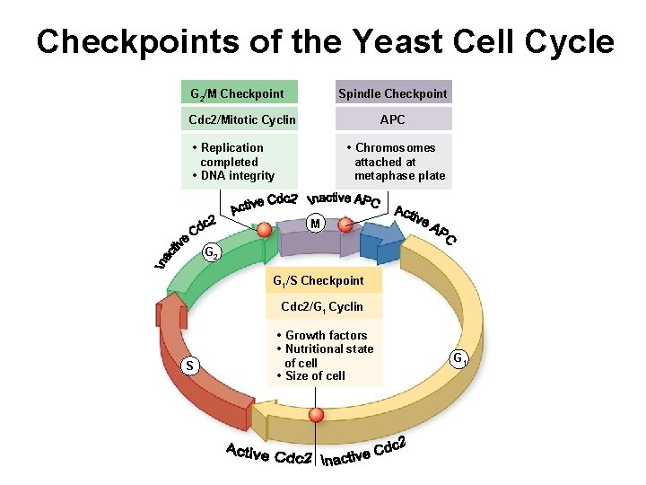 Checkpoints of the Yeast Cell Cycle G 2/M Checkpoint Spindle Checkpoint Cdc 2/Mitotic Cyclin