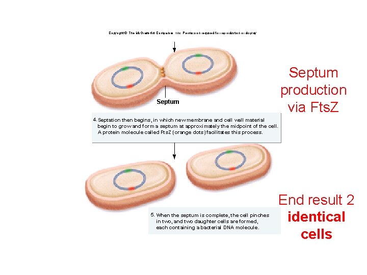Copyright © The Mc. Graw-Hill Companies, Inc. Permission required for reproduction or display. Septum