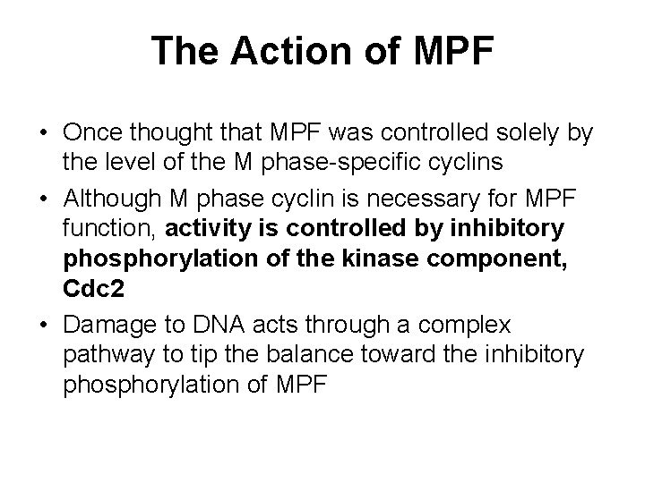 The Action of MPF • Once thought that MPF was controlled solely by the