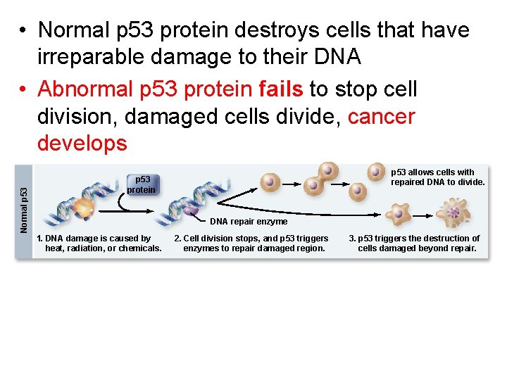 Normal p 53 • Normal p 53 protein destroys cells that have irreparable damage