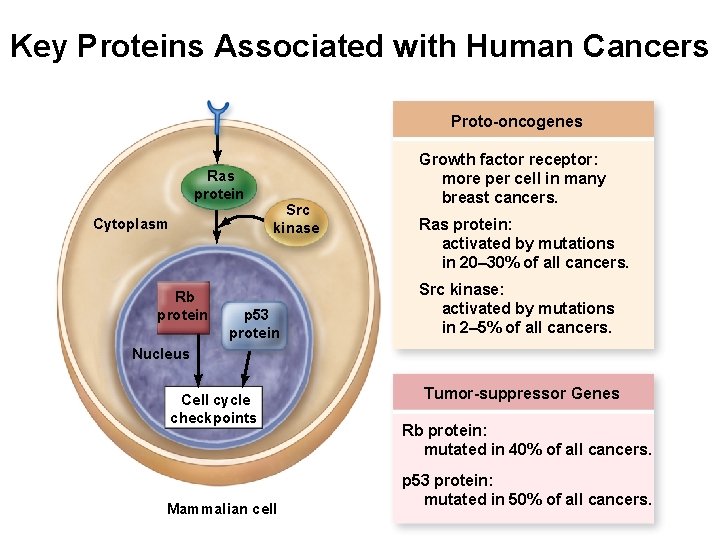 Key Proteins Associated with Human Cancers Proto-oncogenes Ras protein Cytoplasm Rb protein Src kinase