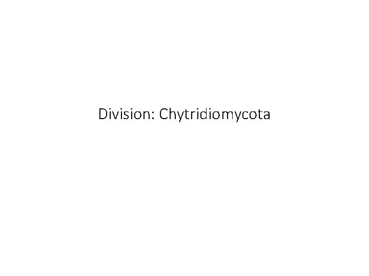 Division: Chytridiomycota 