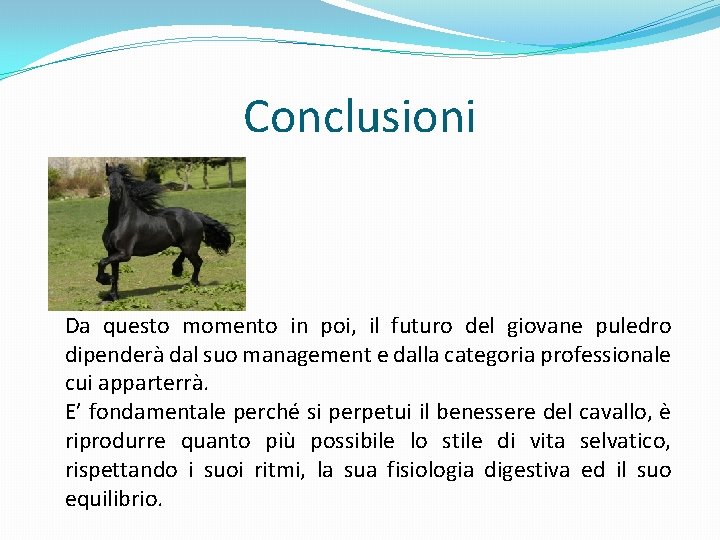 Conclusioni Da questo momento in poi, il futuro del giovane puledro dipenderà dal suo