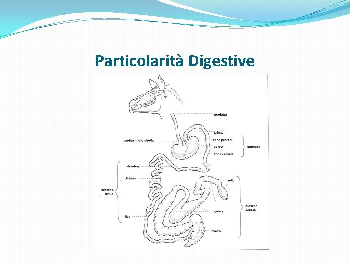 Particolarità Digestive 