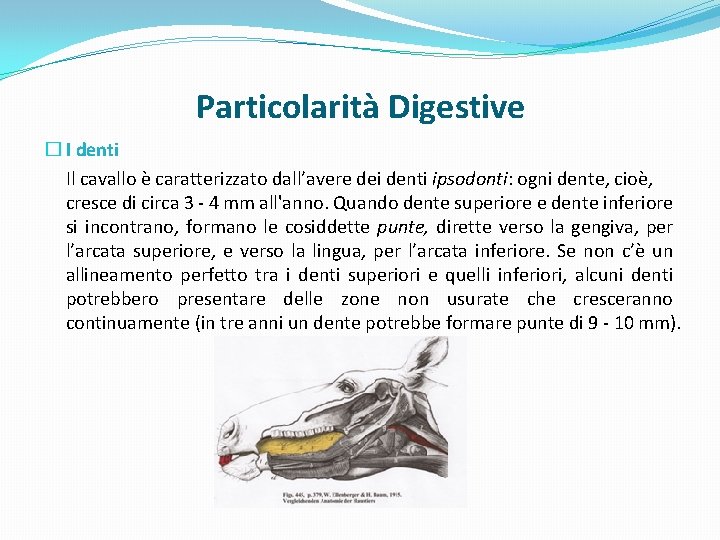 Particolarità Digestive � I denti Il cavallo è caratterizzato dall’avere dei denti ipsodonti: ogni