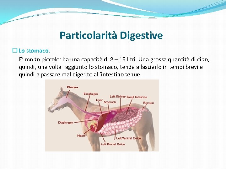 Particolarità Digestive � Lo stomaco. E’ molto piccolo: ha una capacità di 8 –