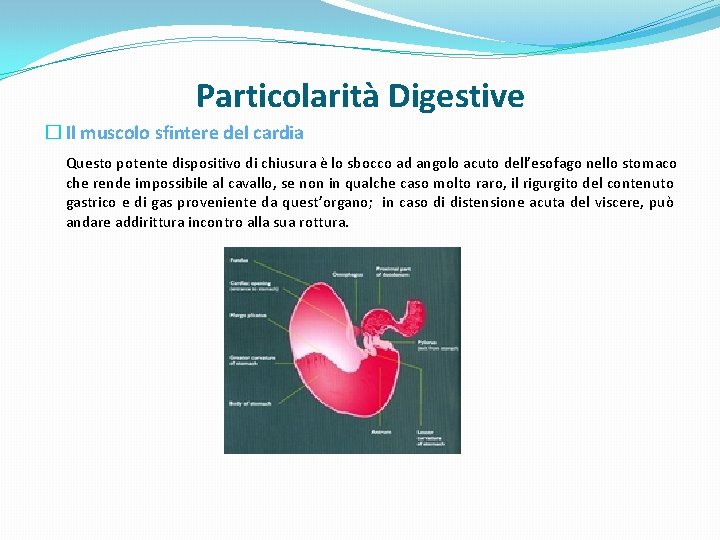 Particolarità Digestive � Il muscolo sfintere del cardia Questo potente dispositivo di chiusura è