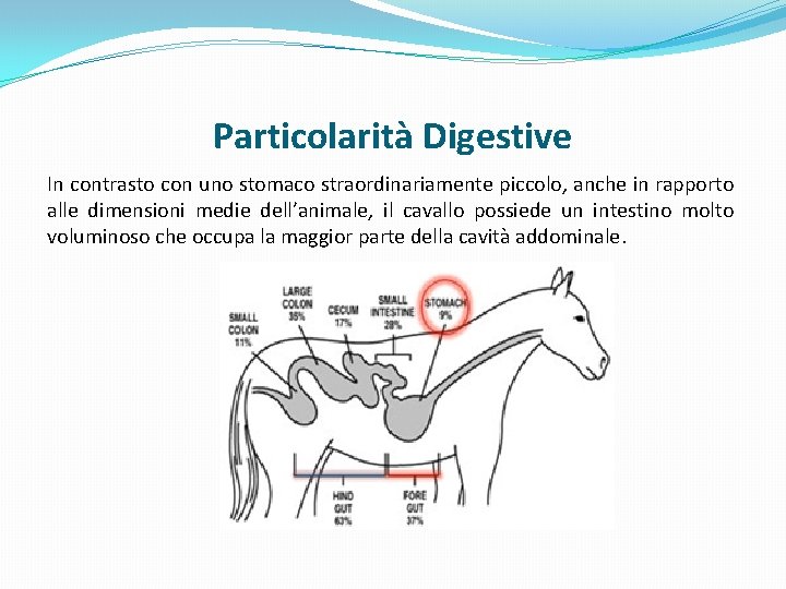 Particolarità Digestive In contrasto con uno stomaco straordinariamente piccolo, anche in rapporto alle dimensioni