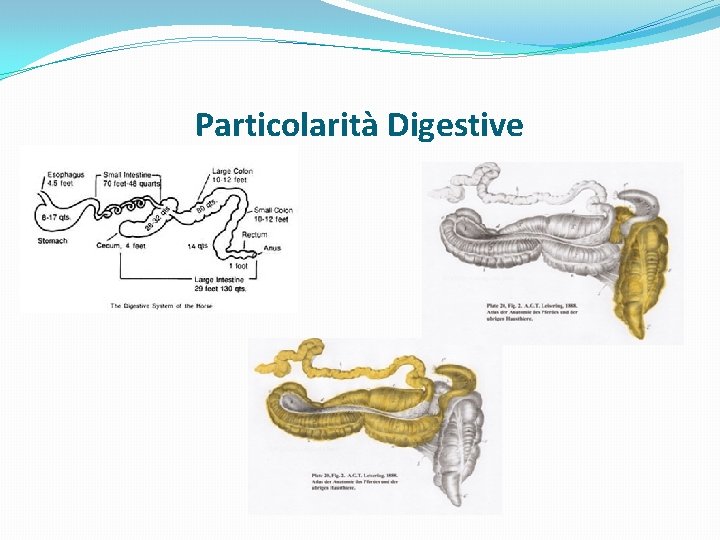 Particolarità Digestive 