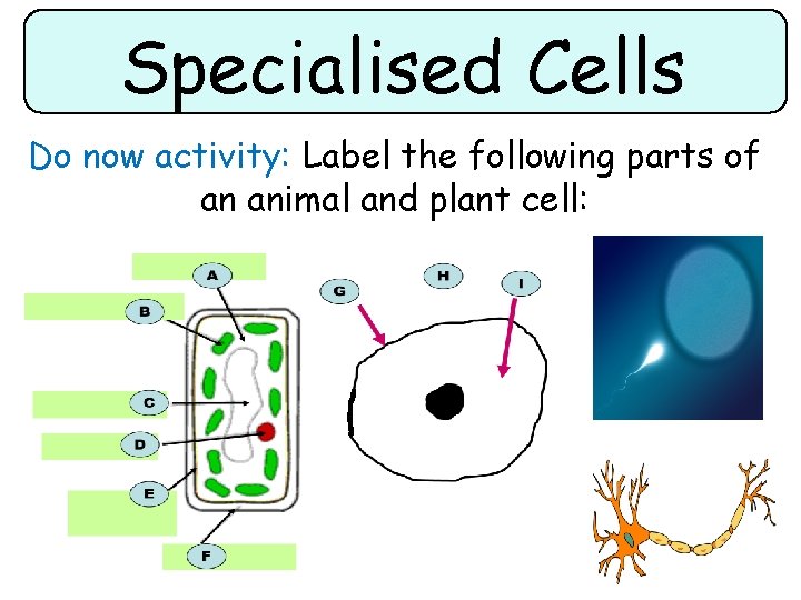 Specialised Cells Do now activity: Label the following parts of an animal and plant