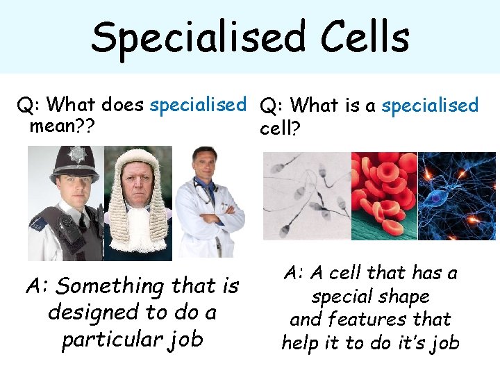 Specialised. . . Specialised Cells Q: What does specialised Q: What is a specialised