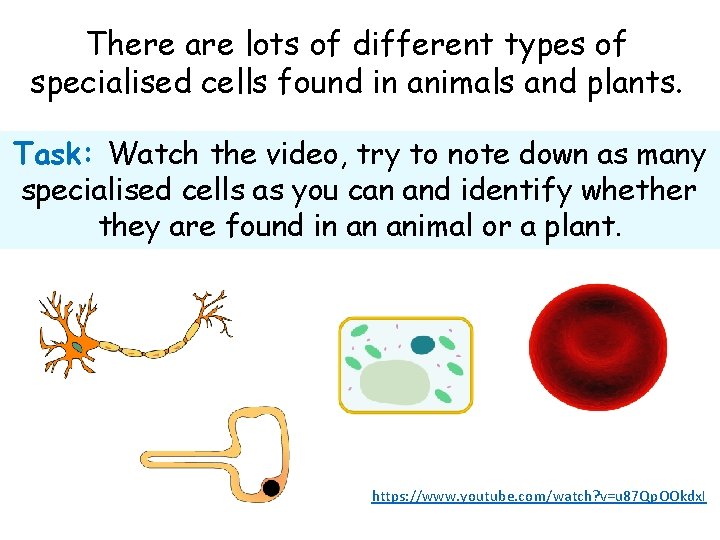 There are lots of different types of specialised cells found in animals and plants.