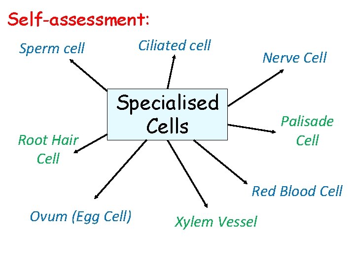 Self-assessment: Ciliated cell Sperm cell Root Hair Cell Nerve Cell Specialised Cells Palisade Cell