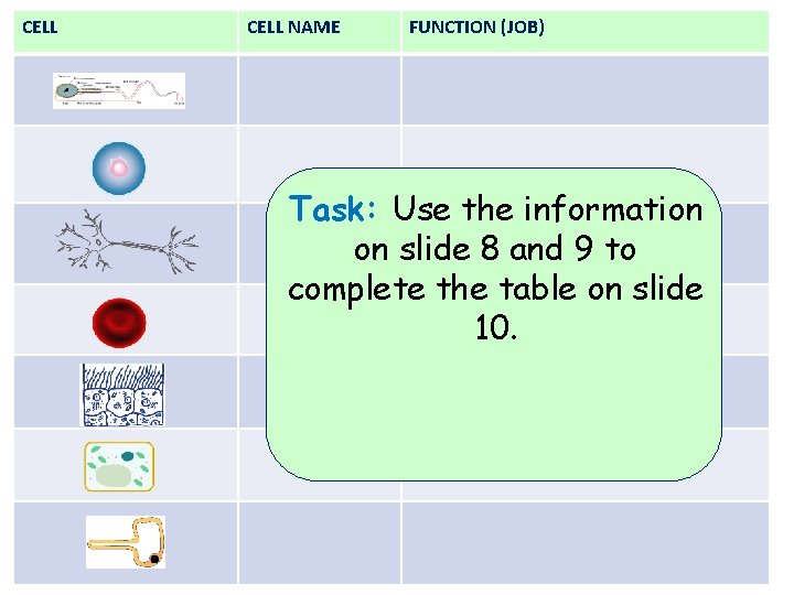 CELL NAME FUNCTION (JOB) Task: Use the information on slide 8 and 9 to