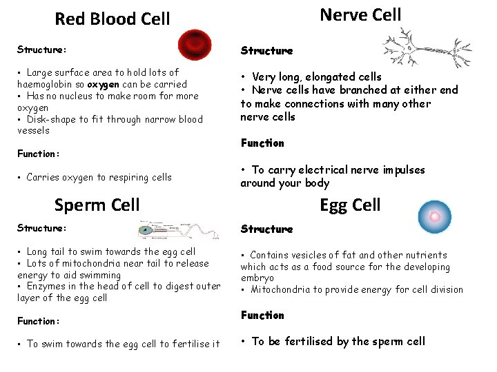 Nerve Cell Red Blood Cell Structure: Structure • Large surface area to hold lots