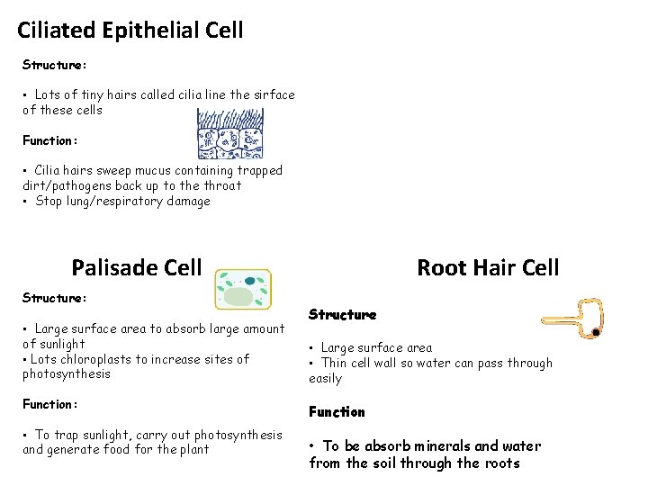 Ciliated Epithelial Cell Structure: • Lots of tiny hairs called cilia line the sirface