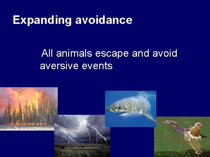Expanding avoidance v. All animals escape and avoid aversive events 