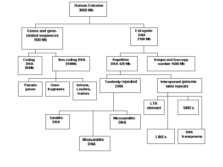 Human Genome 3000 Mb Extragenic DNA 2100 Mb Genes and generelated sequences 900 Mb