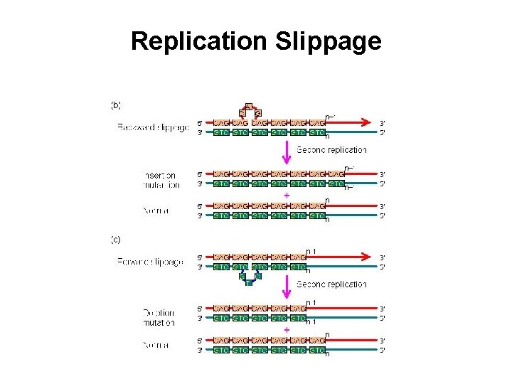 Replication Slippage 