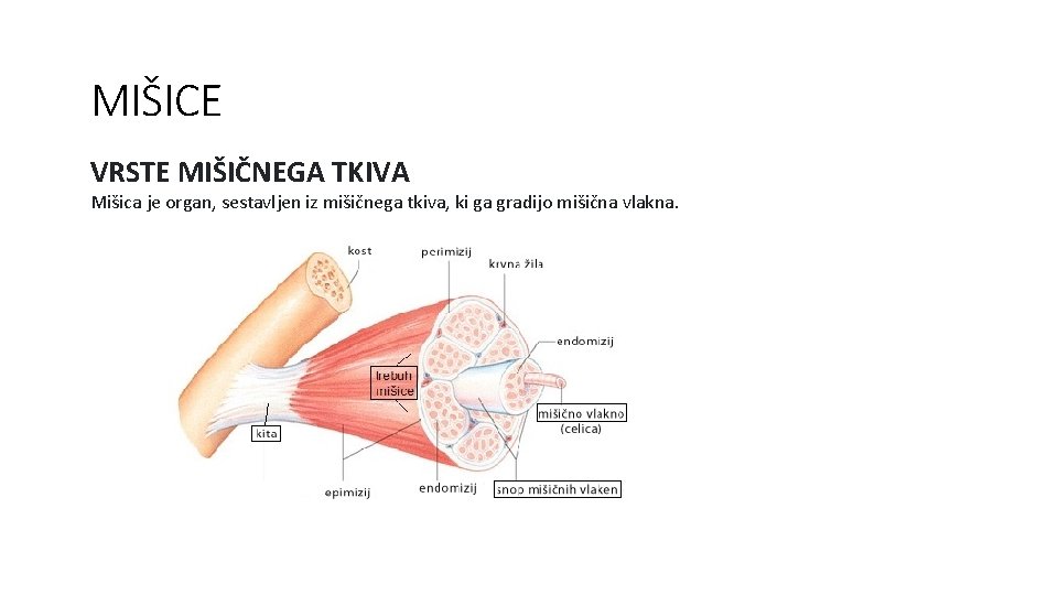 MIŠICE VRSTE MIŠIČNEGA TKIVA Mišica je organ, sestavljen iz mišičnega tkiva, ki ga gradijo