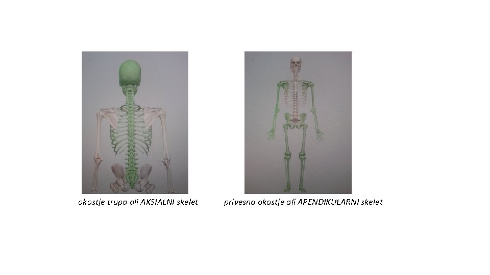 okostje trupa ali AKSIALNI skelet privesno okostje ali APENDIKULARNI skelet 