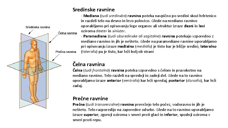 Sredinske ravnine - Mediana (tudi sredinska) ravnina poteka navpično po sredini skozi hrbtenico in