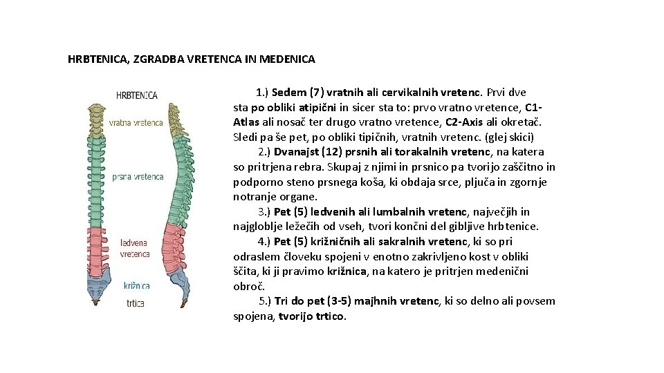 HRBTENICA, ZGRADBA VRETENCA IN MEDENICA 1. ) Sedem (7) vratnih ali cervikalnih vretenc. Prvi