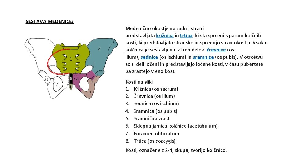 SESTAVA MEDENICE: Medenično okostje na zadnji strani predstavljata križnica in trtica, ki sta spojeni