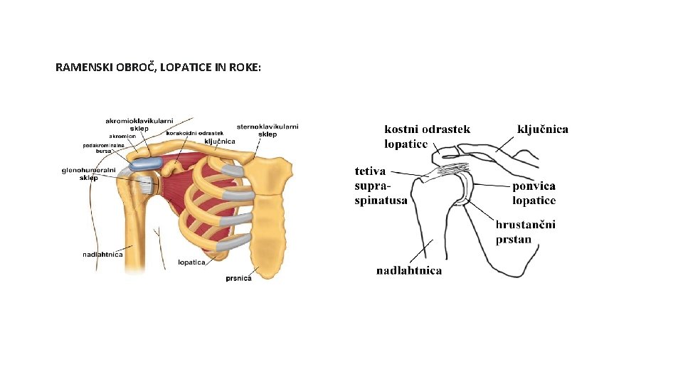 RAMENSKI OBROČ, LOPATICE IN ROKE: 