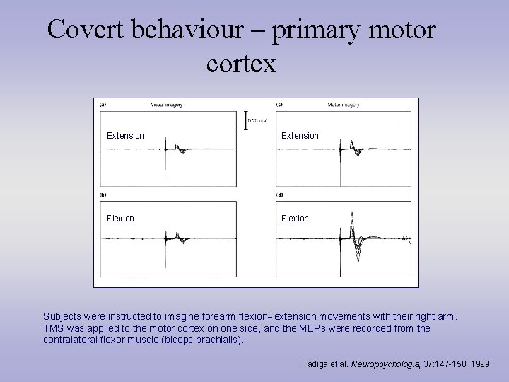 Covert behaviour – primary motor cortex Extension Flexion Subjects were instructed to imagine forearm