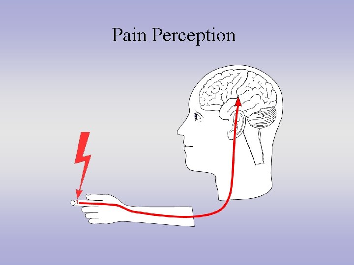 Pain Perception 