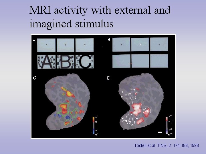 MRI activity with external and imagined stimulus Tootell et al, TINS, 2: 174 -183,