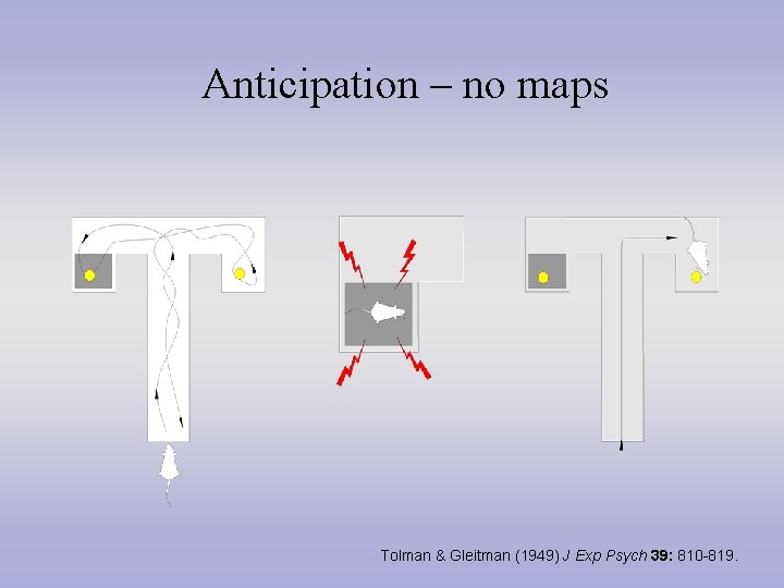 Anticipation – no maps Tolman & Gleitman (1949) J Exp Psych 39: 810 -819.