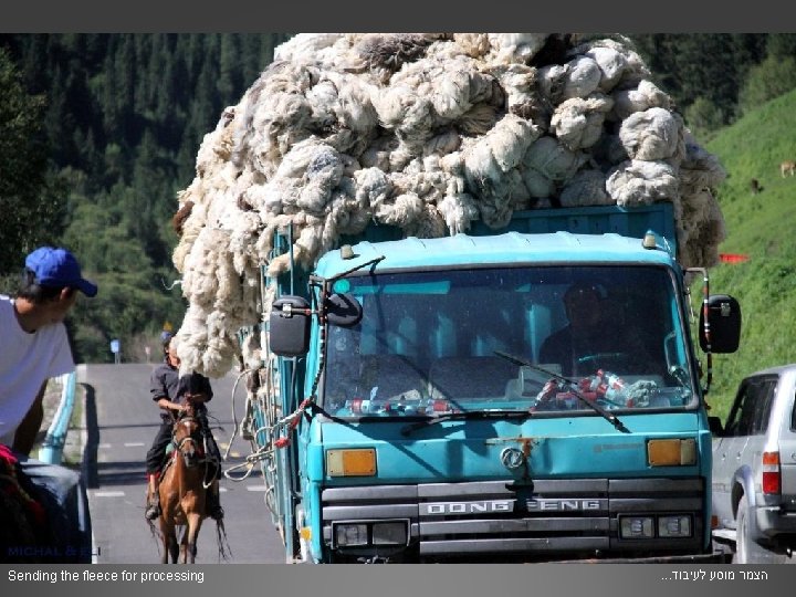 Sending the fleece for processing . . . הצמר מוסע לעיבוד 